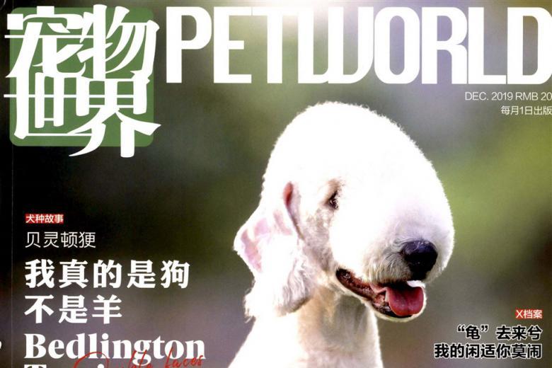 宠物世界