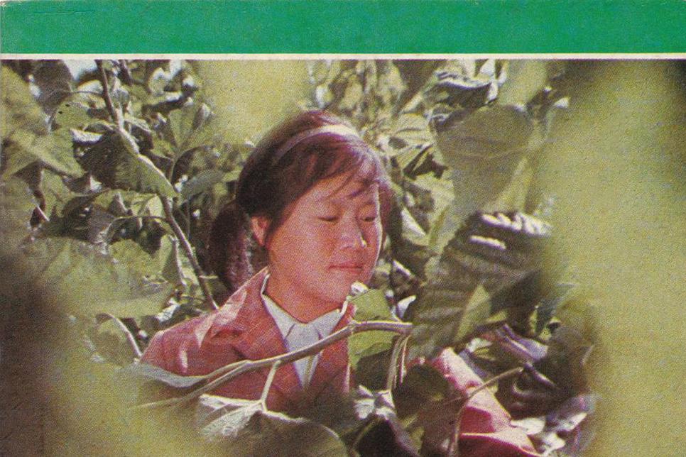 山东蚕业