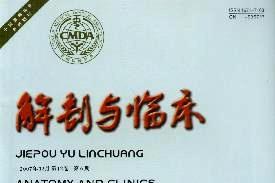 解剖与临床