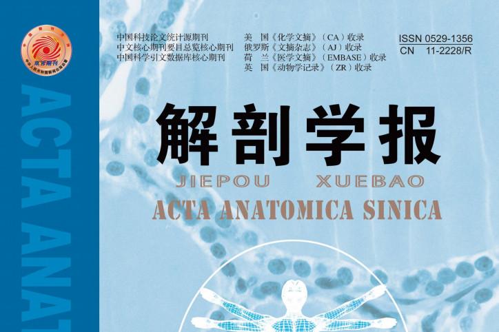解剖学报