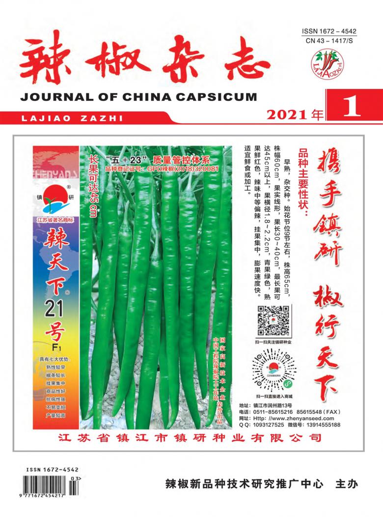 辣椒杂志封面